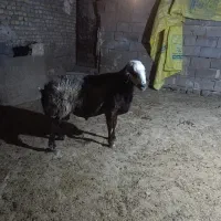 قوچ