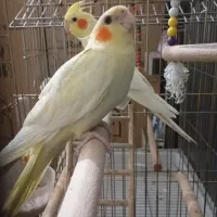 عروس هلندی ماده