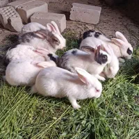 خرگوش|موش و خرگوش|ایرانشهر, |دیوار