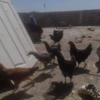 مرغ وخروس