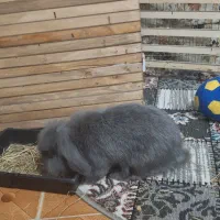 خرگوش مینی لوپ نژاد دار خاکستری