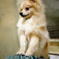 سگ پامر نر