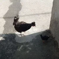 مرغ و جوجه ش
