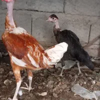 مرغ خروس گردن گلابی