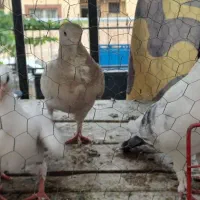 نژاد بلژیکی