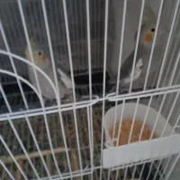 عروس هلندی سینامون فقط ۵۵۰