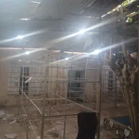 قفسه