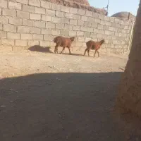 گوسفند بره ریز