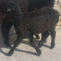 ۲عدد بره جو خور دوقلو ماده هست دورگ هستن
