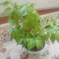 گل طبیعی فلفل مجلسی