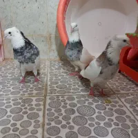 خوشرنگ وهفرنگ