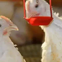 واحد های مرغداری و دامداری