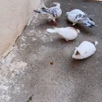 کبوتر و قفس