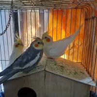 عروس هلندی