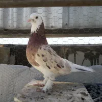 کفتر غریبگیری