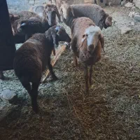 بره نر