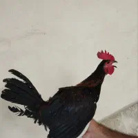 مرغ و خروس گلین