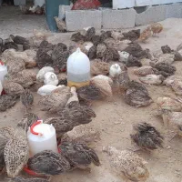 بلدرچین