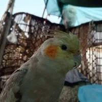 عروس هلندی ماده