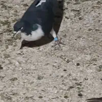 کلاغ نر
