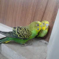 فروش یا معاوضه جفت مرغ عشق بالغ اصیل