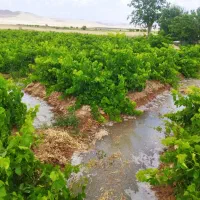 2500متر-باغ-داخل-بافت-مسکونی-مناسب-ویلا-گلخانه