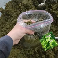 سبزی خورشتی بخارپز رامهرمز