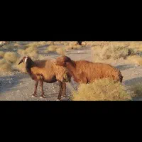 یک راس قوچ تخمی ومیش جوان