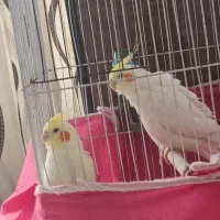 یک جفت عروس هلندی زعفرانی یک ساله