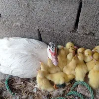 اردک اسرائیلی