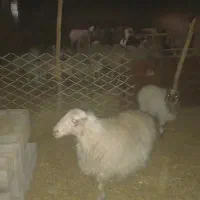 میش نژاددار درجه یک۳قلوزا