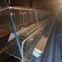 قفس مرغ و بلدرچین تخمگذار
