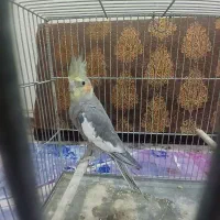 عروس هلندی