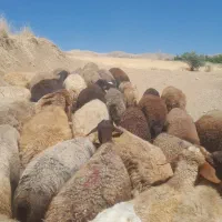 گوسفند داشتی شیره دار