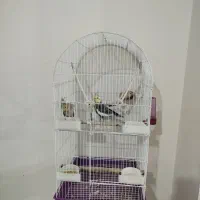 عروس هلندی