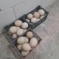 تخم شتر مرغ