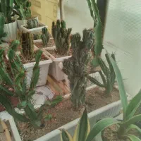 فروش تعدادی کاکتوس گلدان خورده