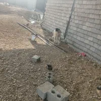 سگ قدرجونی ادمی