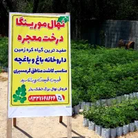 نهال مورینگا مفیدترین گیاه کره زمین(درخت معجزه)