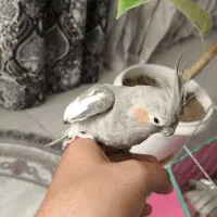 جفت عروس هلندی