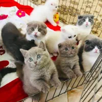 تعدادی بچه‌گربه اسکاتیش اصیل آماده واگذاری