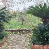 فروش سیکاز سوزنی (عمده )