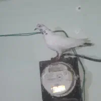 کبوتر رنگی  تک پر المانی