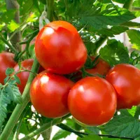 آبگیری گوجه فرنگی