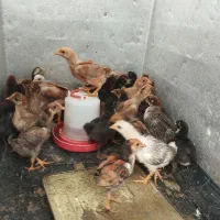فروش جوجه گلین و جوجه محلی 35 روزه