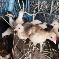 جوجه سیبرایت کـُرچ شو