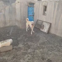 سگ پژدر