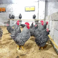 جوجه های یک ماهه از این مولد ها