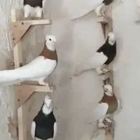 طوقی