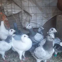 کبوترزات داره